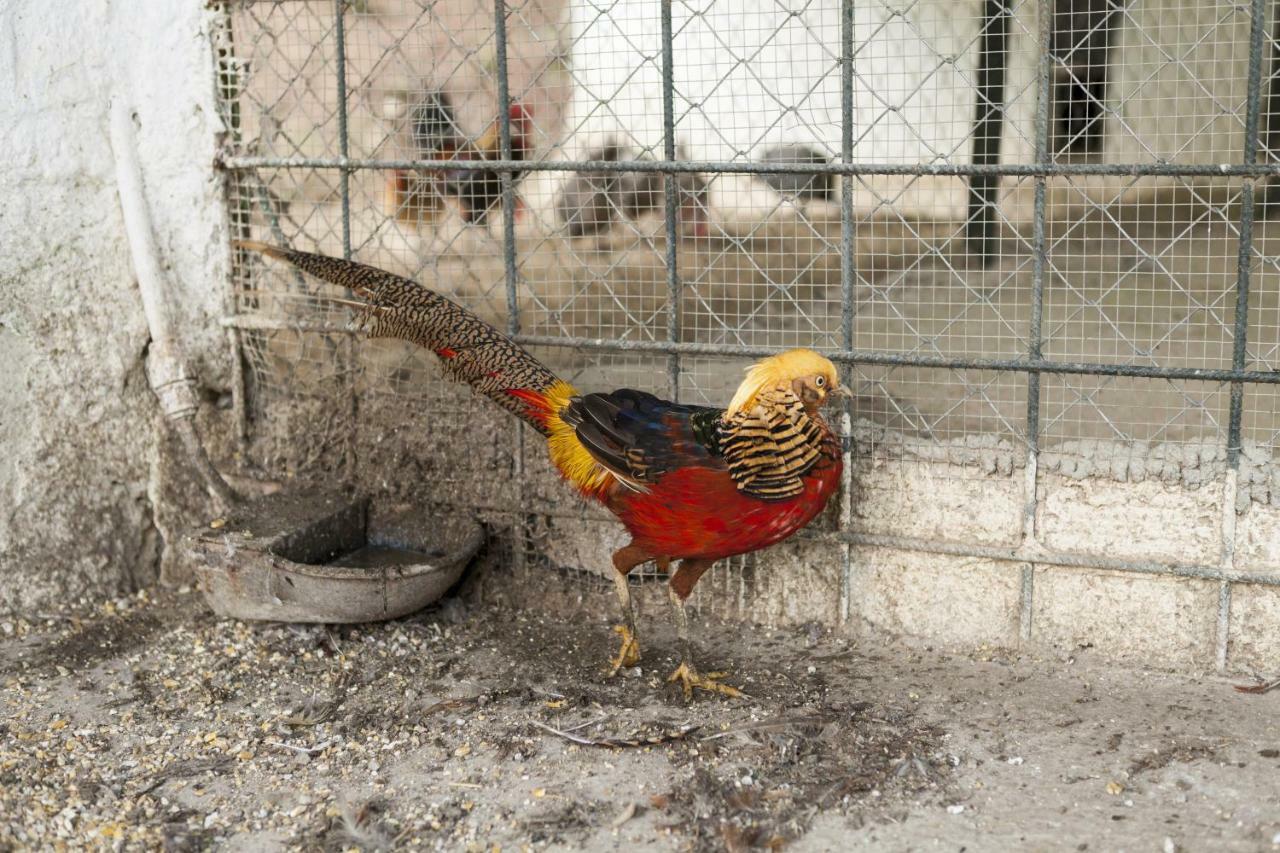 Cortijo La Algallumbilla Carcabuey Eksteriør bilde